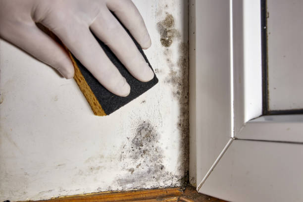 Best Commercial Mold Inspection  in Halfway House, PA